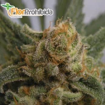 GRAPEGUM Feminizada