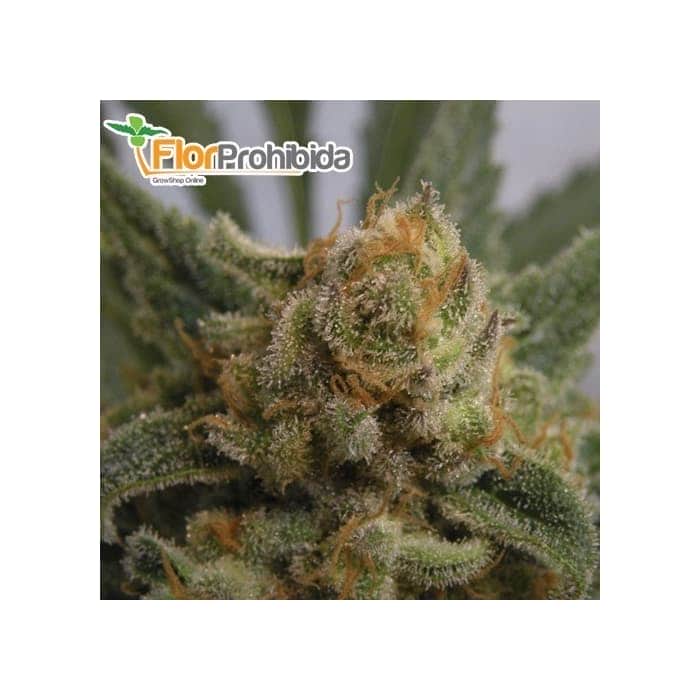 GRAPEGUM Feminizada