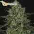 Semillas de marihuana CRIMINAL + (Ripper Seeds) feminizadas