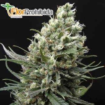 Semillas de marihuana RIPPER HAZE (de Ripper Seeds)