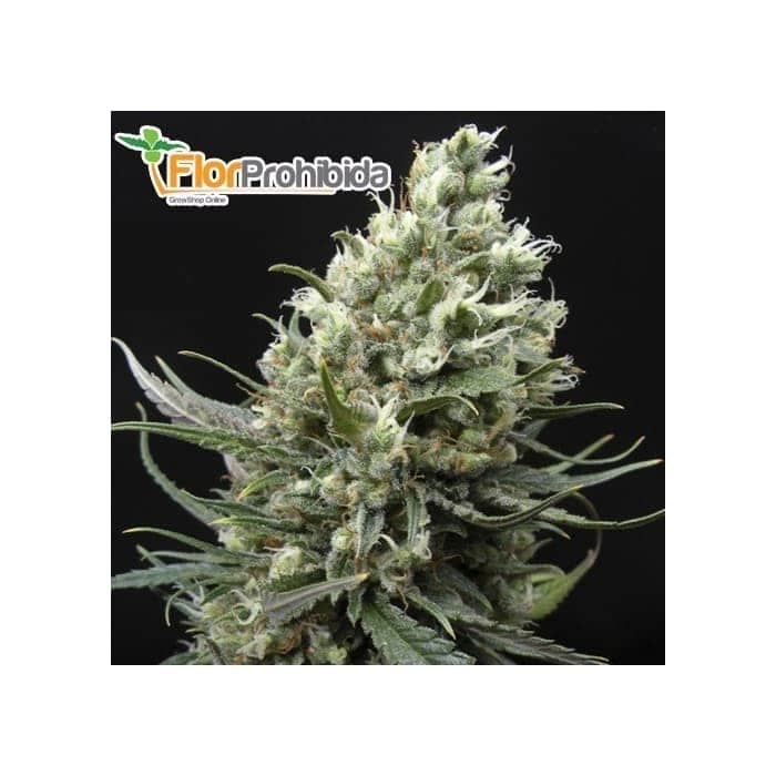 Semillas de marihuana RIPPER HAZE (de Ripper Seeds)