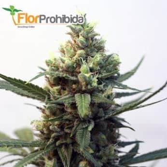 Semillas de Marihuana TOXIC (Ripper Seeds) feminizadas