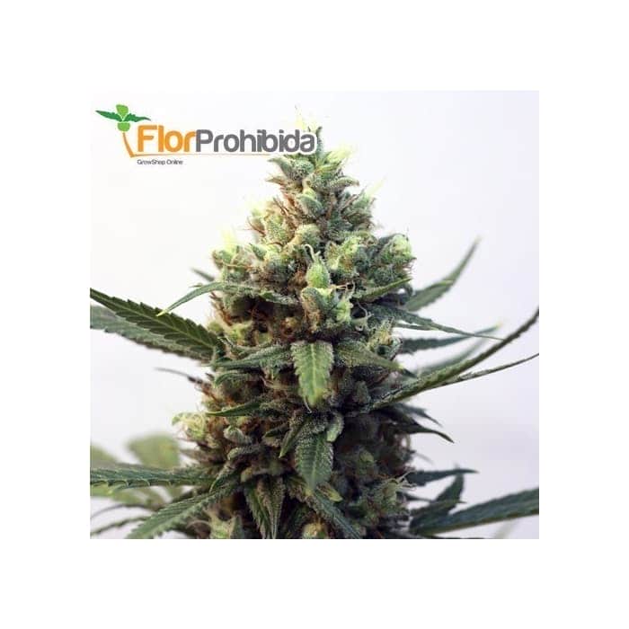 Semillas de Marihuana TOXIC (Ripper Seeds) feminizadas