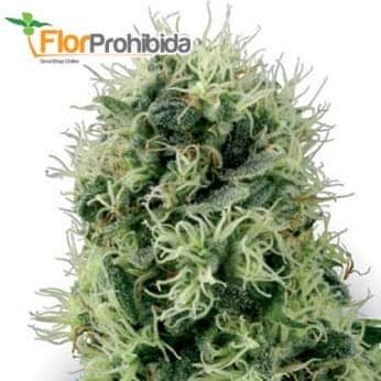 PURE POWER PLANT (White Label Seeds) - Semillas Feminizadas
