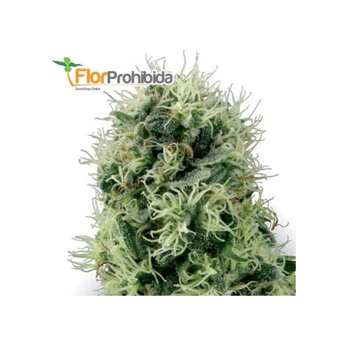 PURE POWER PLANT (White Label Seeds) - Semillas Feminizadas