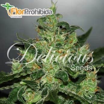 AUTO CRITICAL JACK HERER (Delicious Seeds)