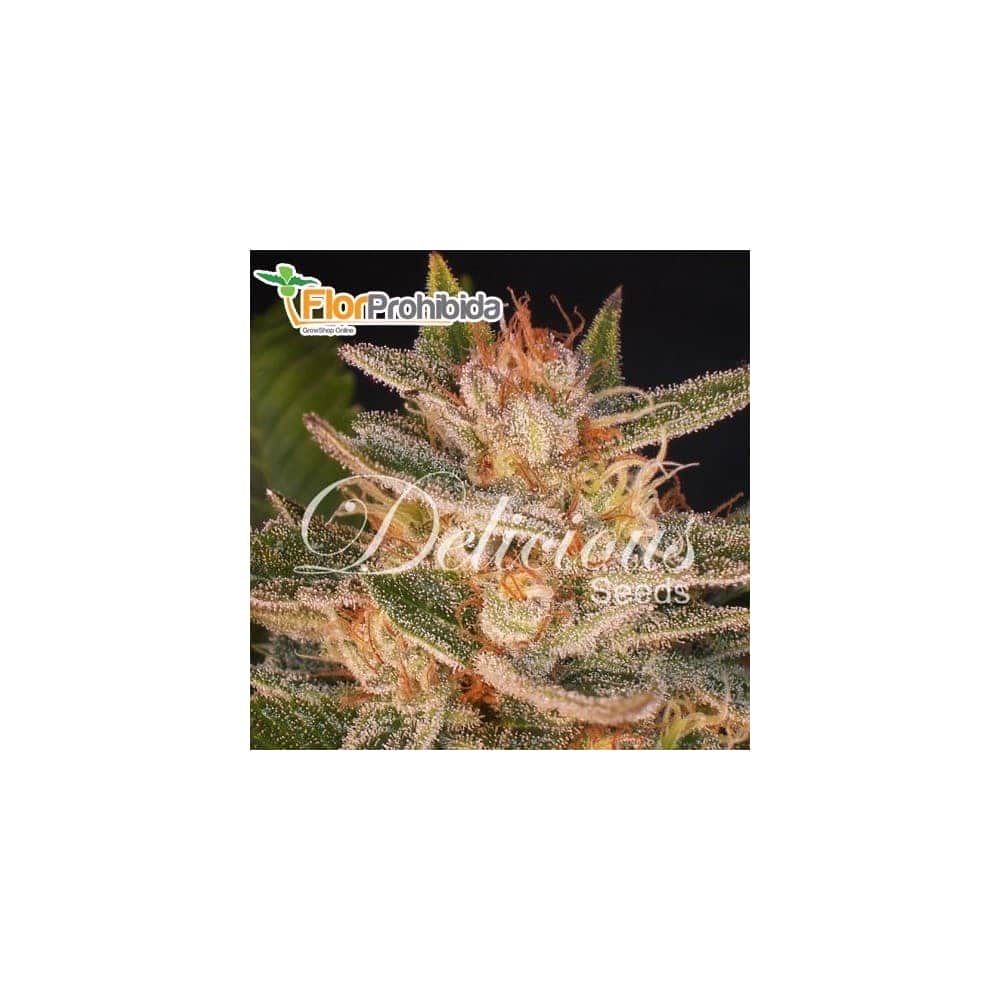 CHEESE CANDY (Delicious Seeds) Semillas de marihuana