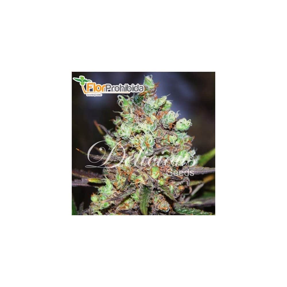 COTTON CANDY (Delicious Seeds) Semillas de marihuana