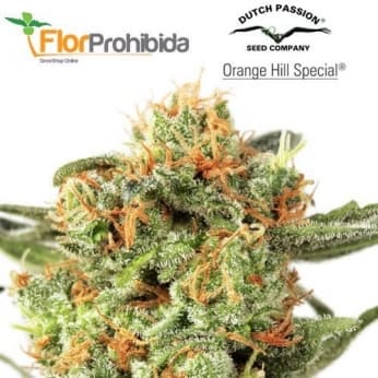 ORANGE HILL SPECIAL (Dutch Passion) Semillas de marihuana