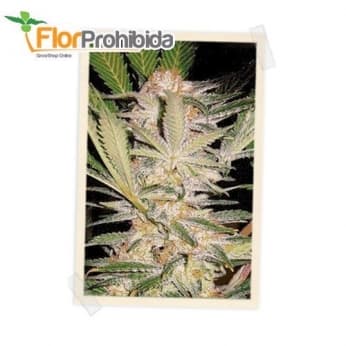 S.A.D. FAST VERSION (Sweet Seeds) - Semillas de marihuana feminizadas