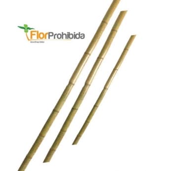 PAQUETE DE CAÑAS DE BAMBU (10 UDS)