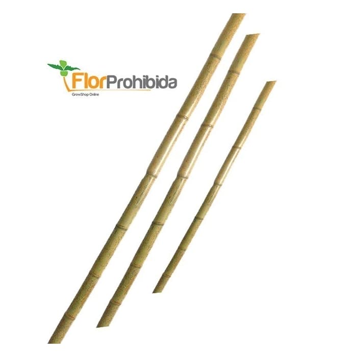 PAQUETE DE CAÑAS DE BAMBU (10 UDS)