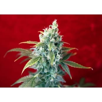 Semillas de marihuana SRA. AMPARO (Reggae Seeds) Feminizada