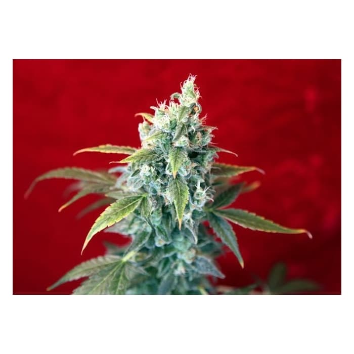 Semillas de marihuana SRA. AMPARO (Reggae Seeds) Feminizada