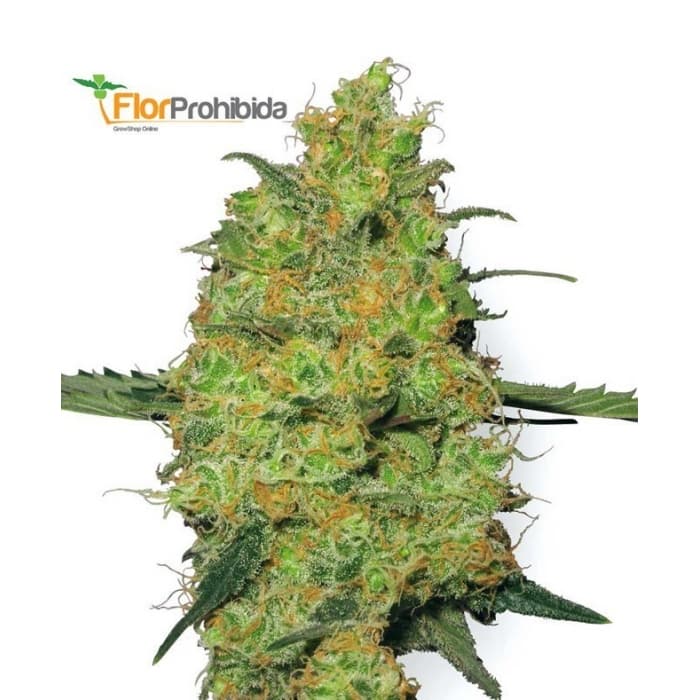 Semillas feminizadas MASTER KUSH (White Label Seeds)
