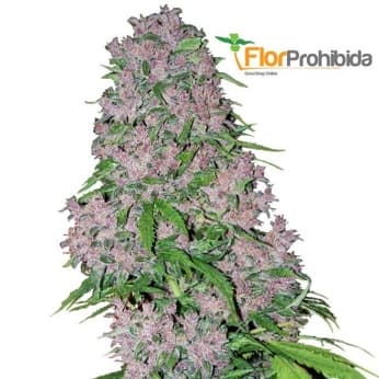 Semillas feminizadas PURPLE BUD (White Label Seeds)
