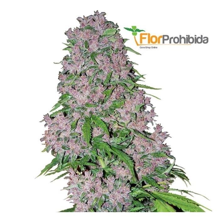 Semillas feminizadas PURPLE BUD (White Label Seeds)