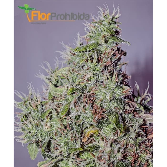 Amnesia Mistery (Positronic Seeds) - Semillas de marihuana feminizadas.