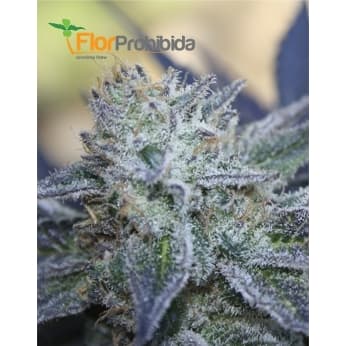 Washing Machine de Ripper Seeds - Semillas de marihuana feminizadas.