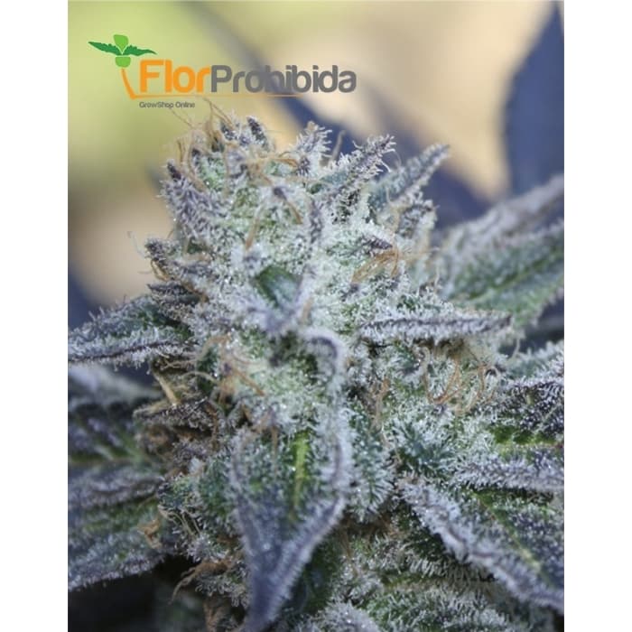 Washing Machine de Ripper Seeds - Semillas de marihuana feminizadas.