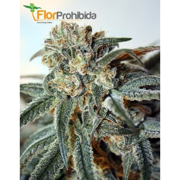 Zombie Kush de Ripper Seeds - Semillas de marihuana feminizadas.