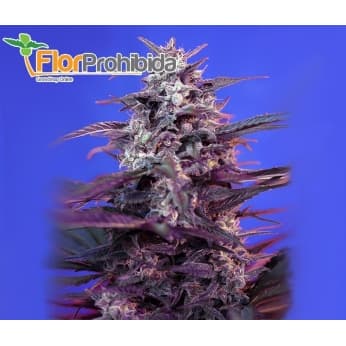 Auto Bloody Skunk de Sweet Seeds - Semillas de marihuana autoflorecientes.