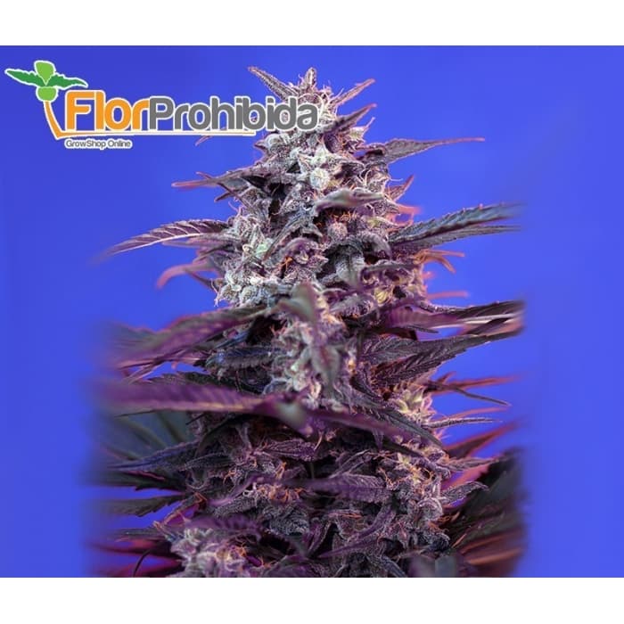Auto Bloody Skunk de Sweet Seeds - Semillas de marihuana autoflorecientes.