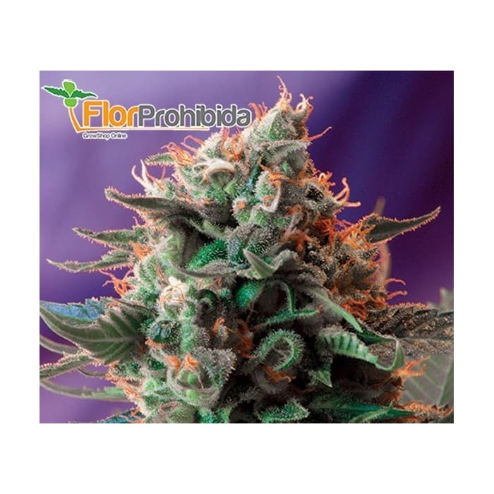 Jack 47 Fast Version F1 de Sweet Seeds - Semilla de marihuana feminizada