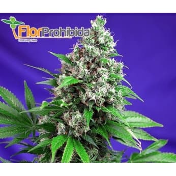 Killer Kush Fast Version F1 (Sweet Seeds) - Semillas feminizadas.