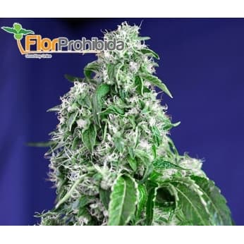 Big Devil Fast Version F1 (Sweet Seeds) Semillas de marihuana feminizadas.