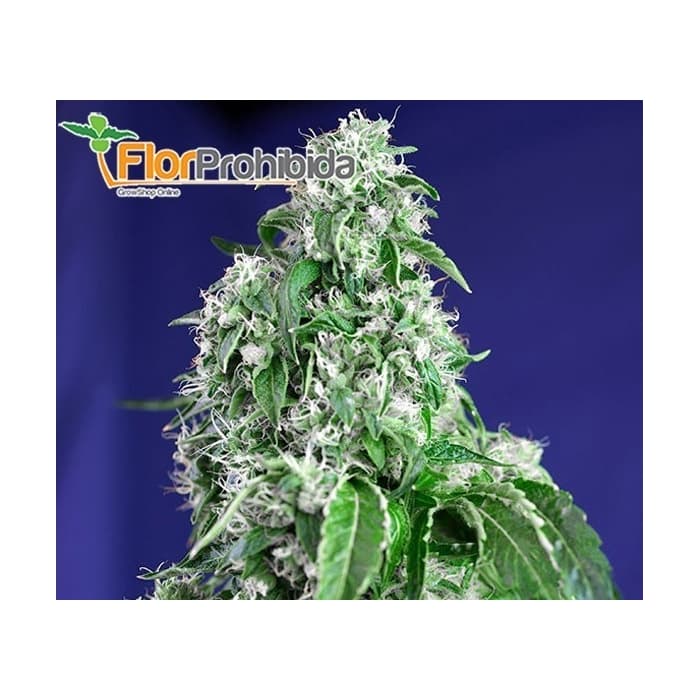 Big Devil Fast Version F1 (Sweet Seeds) Semillas de marihuana feminizadas.