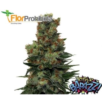 RIPPER BADAZZ (RIPPER SEEDS) SEMILLAS FEMINIZADAS