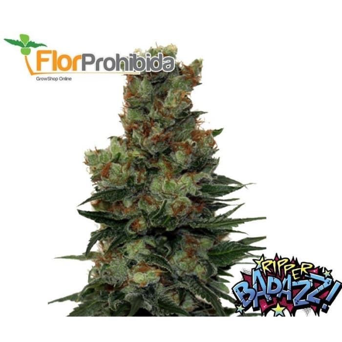 RIPPER BADAZZ (RIPPER SEEDS) SEMILLAS FEMINIZADAS