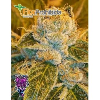 SOUR RIPPER - SEMILLAS DE MARIHUANA FEMINIZADAS