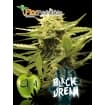 BLACK DREAM (Eva Seeds)