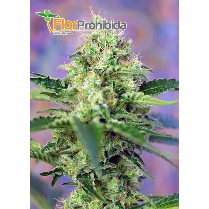 Semillas de marihuana Crystal Candy