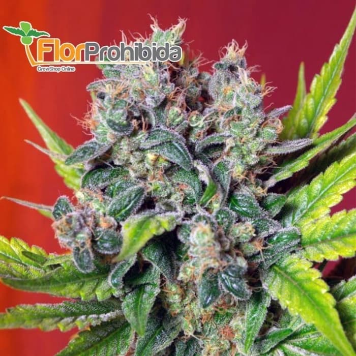 SWEET CHEESE F1 FAST VERSION - SEMILLAS FEMINIZADAS 