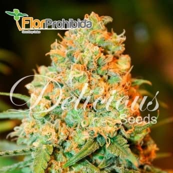 CRITICAL SUPER SILVER HAZE (DELICIOUS SEEDS) SEMILLAS MARIHUANA FEMINIZADAS