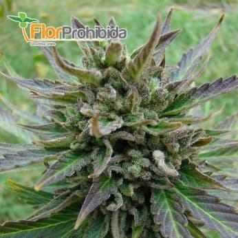 AUTO B. LEE (aKa KICKASS) KANNABIA - SEMILLAS AUTOFLORECIENTES