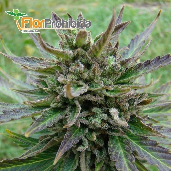 AUTO B. LEE (aKa KICKASS) KANNABIA - SEMILLAS AUTOFLORECIENTES