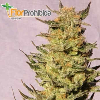 Karamelo aKa Kreamy - Semillas de marihuana feminizadas.