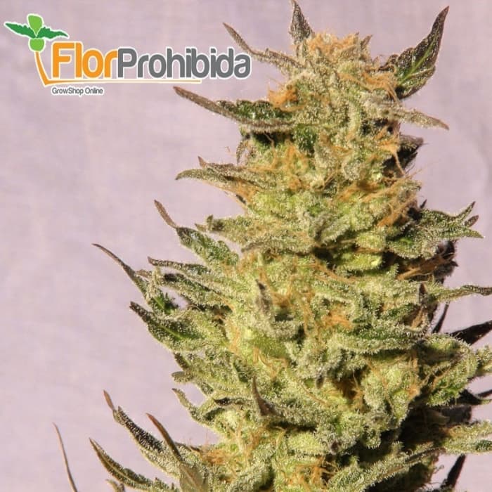 Karamelo aKa Kreamy - Semillas de marihuana feminizadas.