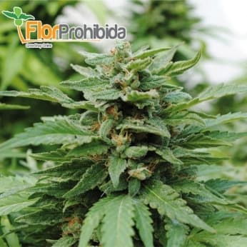 Karibeña (aKa Karibbean Mango) de kannabia Seeds - Semillas de marihuana feminizadas.