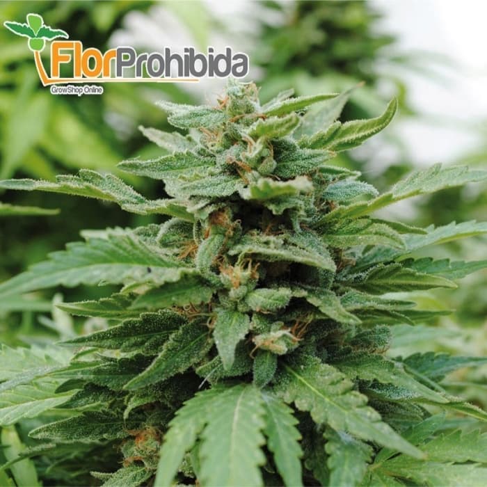 Karibeña (aKa Karibbean Mango) de kannabia Seeds - Semillas de marihuana feminizadas.