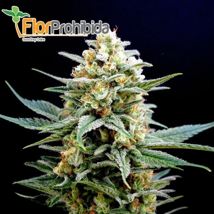Kritikal-K de Kannabia Seeds - Semillas feminizadas de marihuana.