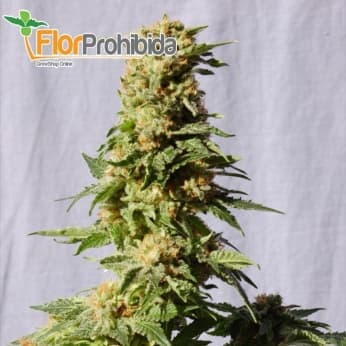 La Blanca de Kannabia Seeds - Semillas de marihuana feminizadas.