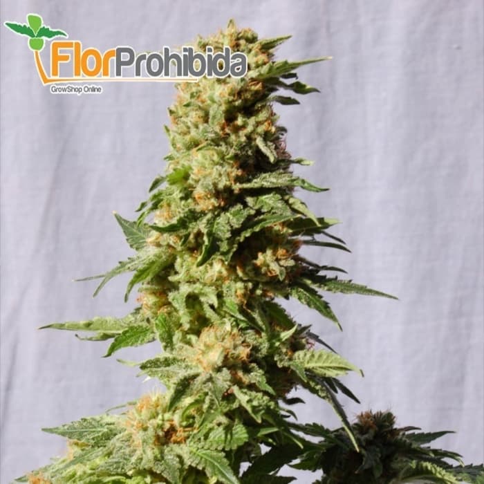La Blanca de Kannabia Seeds - Semillas de marihuana feminizadas.