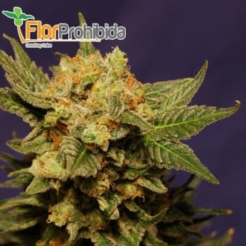 Kiss (aKa Queso) - Semillas feminizadas de marihuana medicinal.