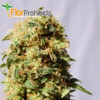 La Reina de Africa (aKa Kaboom) de Kannabia Seeds - Semillas de marihuana feminizadas.
