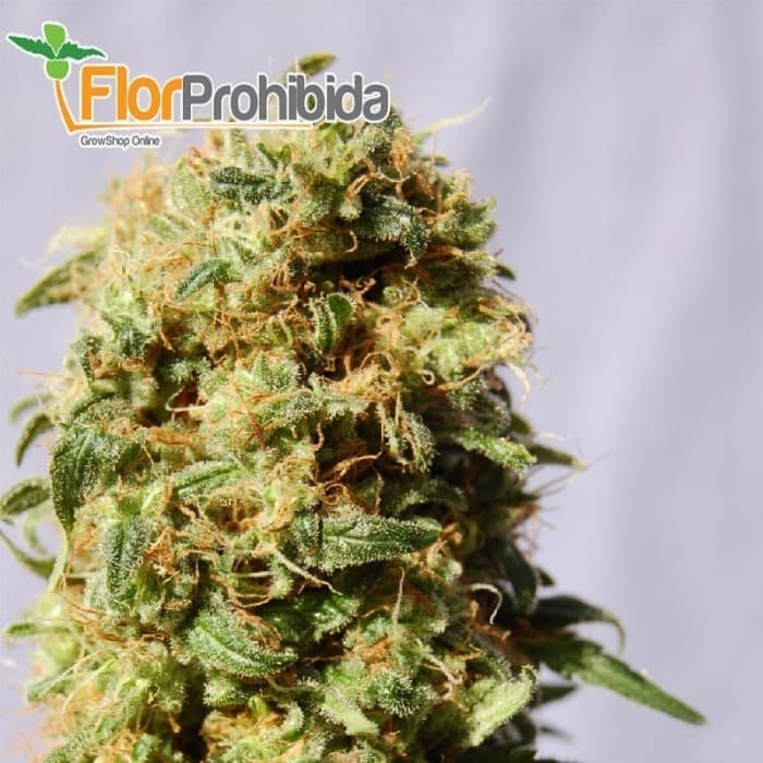 La Reina de Africa (aKa Kaboom) de Kannabia Seeds - Semillas de marihuana feminizadas.
